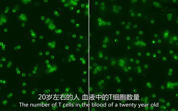 【專業(yè)科普】70歲與20歲的免疫細胞有何區(qū)別？